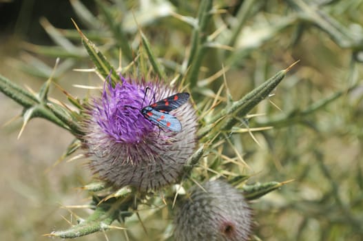 colorful insect eating flower nectar