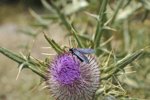 colorful insect eating flower nectar