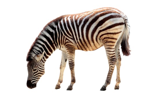 an african zebra isolated in a white background