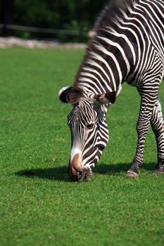 Closeup portrait of zebra eating green grass