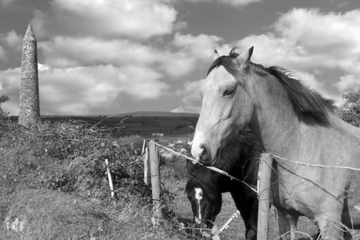two Irish horses and ancient round tower in the beautiful Ardmore countryside of county Waterford Ireland black and white