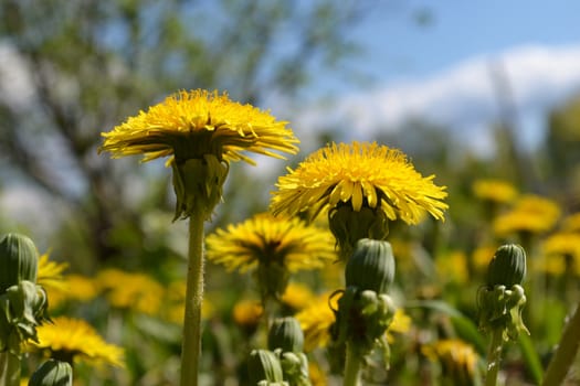 sammer landscape on a glade from dandelions