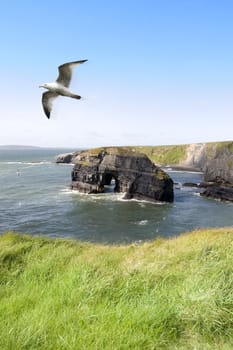 a view from the cliffs in Ballybunion county Kerry Ireland of the Virgin rock and coast and a seagull in an updraught