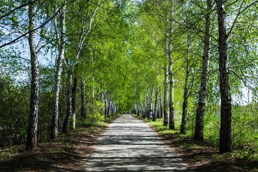 Birch alley in the spring sunny day