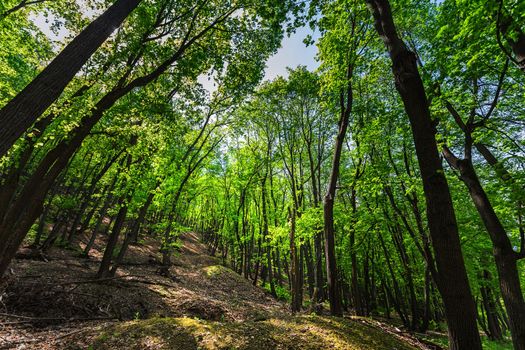 Green forest in the spring on a sunny day