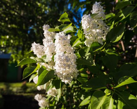 Green branch with spring lilac flowers