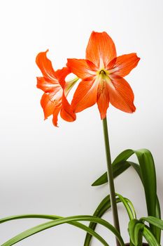 The two lily branches in easter spring day