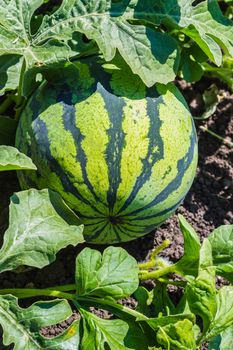 Watermelons on the green melon field in the summer