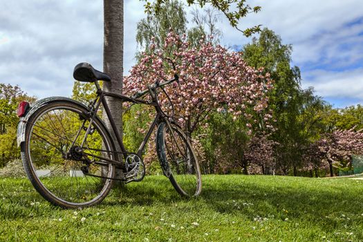 Old bicycle leaning against a tree in a park in spring