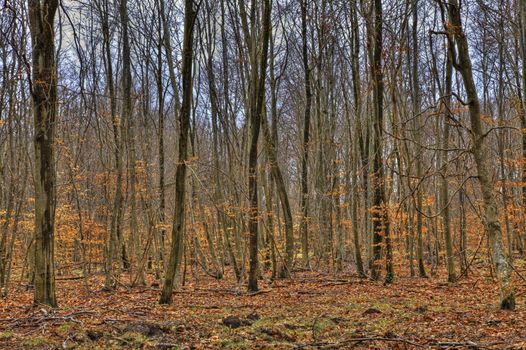 Beautiful colorful leafbearing forest in late autumn