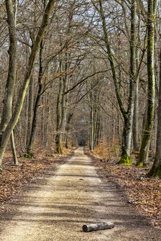 Log on a footpath in a leafbearing forest in early spring.