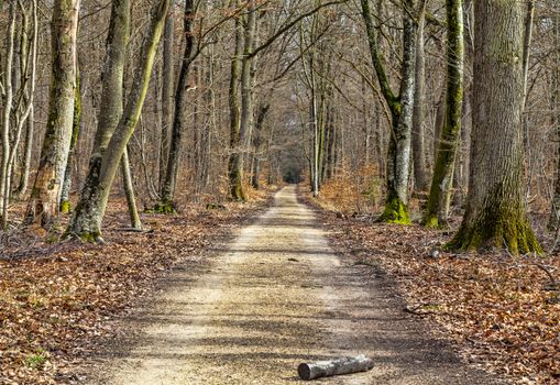 Log on a footpath in a leafbearing forest in early spring.