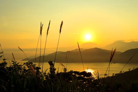 Grasses at sunset