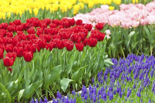 Flower field with tulip