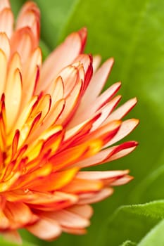 Orange color flower in close up