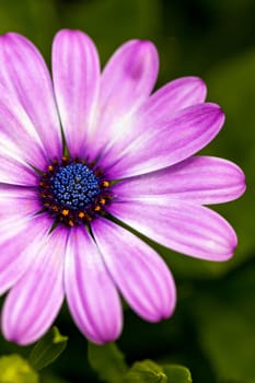 Beautiful pink flower close-up