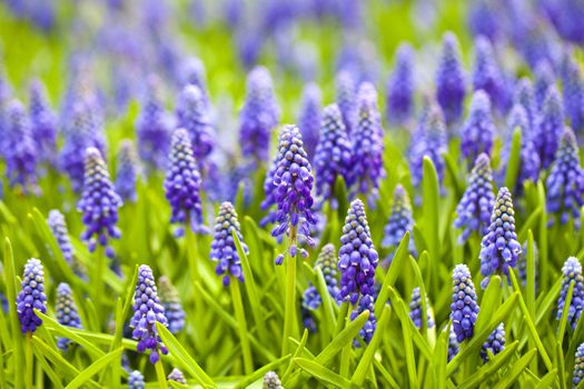 Grape hyacinth in spring season