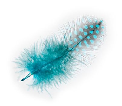 Guinea fowl feather painted in turquoise  on a white background