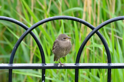 Young Starling sitting on fence