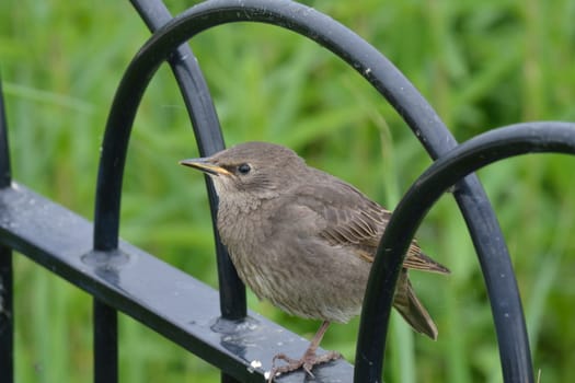 Young urban starling on fence