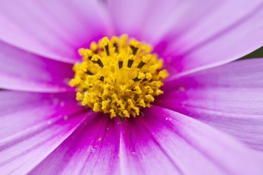 Pink flower petals, macro on flower.