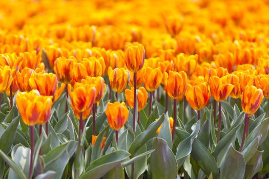 Orange tulip in spring