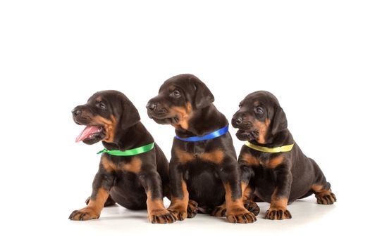 Group of dobermann puppies on white background