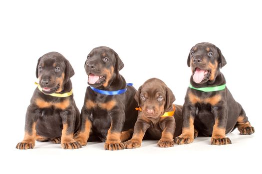 Group of dobermann puppies on white background