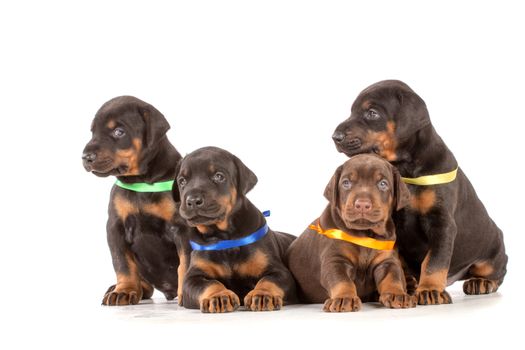 Group of dobermann puppies on white background