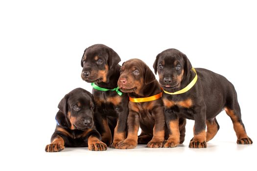 Group of dobermann puppies on white background