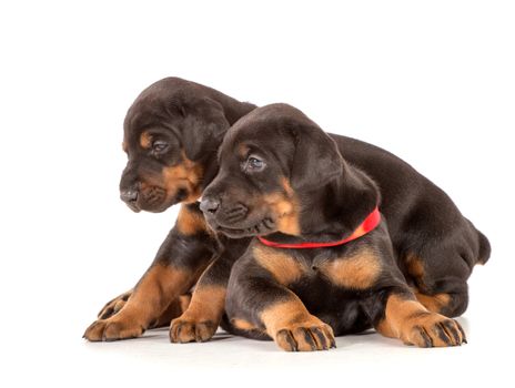 Group of dobermann puppies on white background