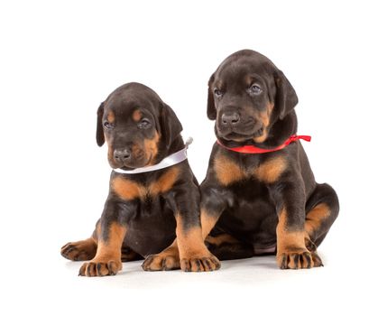 Group of dobermann puppies on white background