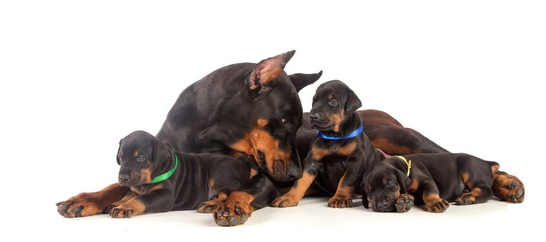 Black Doberman dog with puppies on white