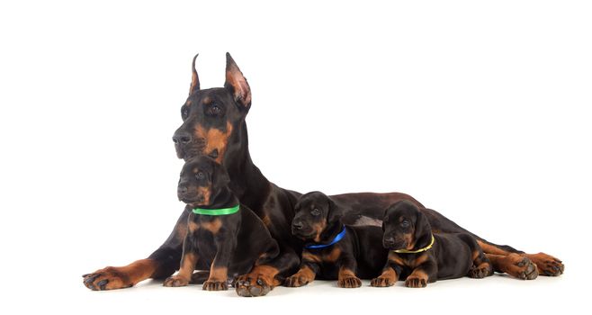 Black Doberman dog with puppies on white