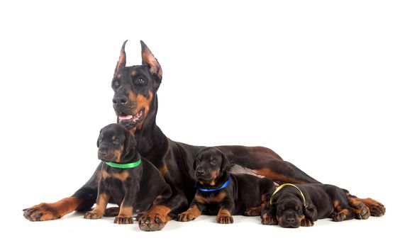 Black Doberman dog with puppies on white
