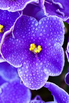 Beautiful Purple Violet Flowers, closeup