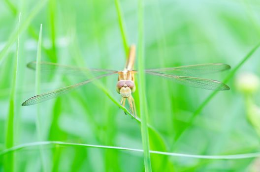Dragonfly on a background of green grass