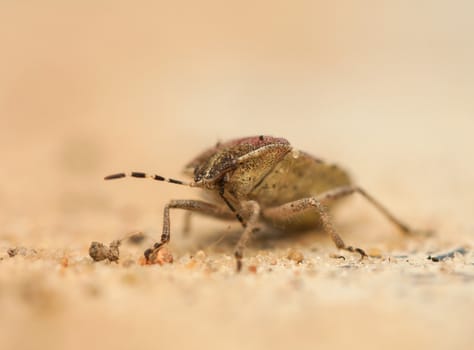 Dolycoris baccarum