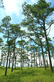Rains pine forest in Thailand