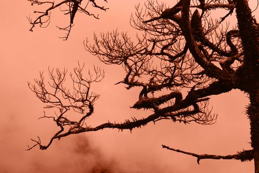 Dry trees in the forest