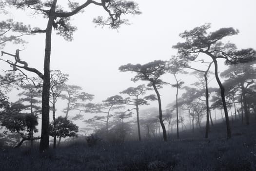 Rains pine forest in Thailand