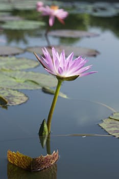 Pink Lotus Flowers