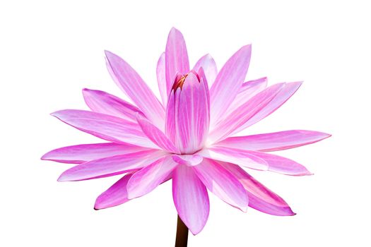 Pink lotus isolated on white