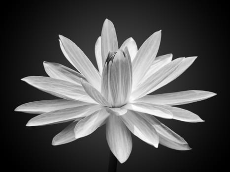 White Lotus