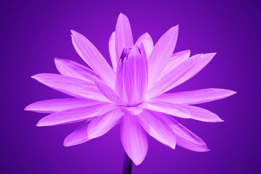 Abstract of Purple lotus