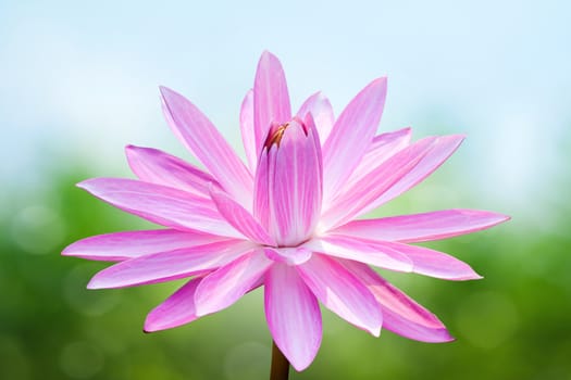 Pink lotus