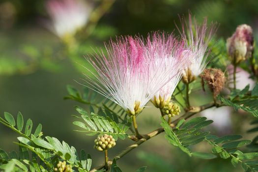 Red Powder Puff (Calliandra Haematocephala)