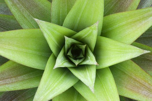 Closeup on pineapple plant