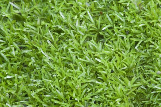 Green wet moss