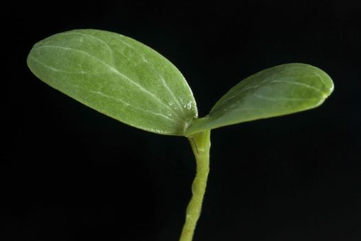 Watermelon sprout on black background